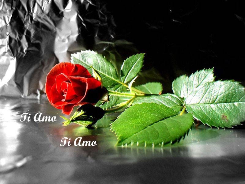 AMORE IMMAGINE BELLA