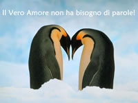Immagine d'Amore Pinguini
