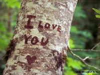 Immagini d'amore albero