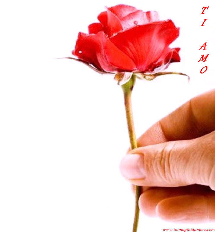 ROSA TI AMO